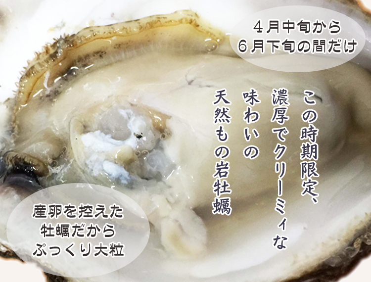 海女採れ天然岩牡蠣「珠姫」