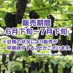 t-budo-dera
