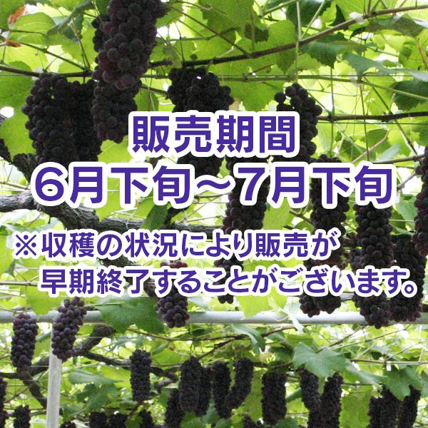 t-budo-dera